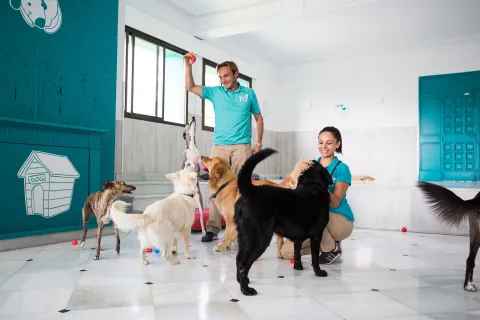Ser un amante de los animales puede darte una idea de negocio: Abre un hotel para mascotas