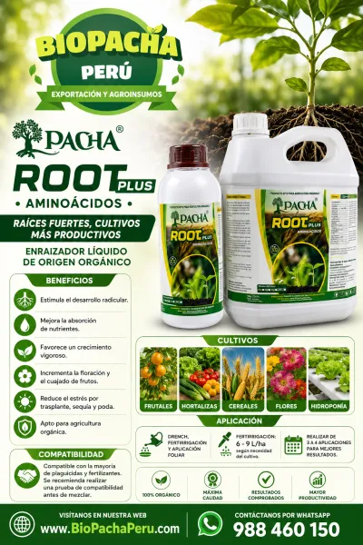 ROOT PLUS