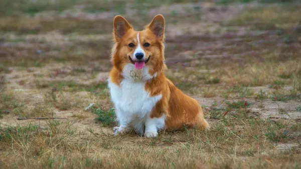 Vetshop Furcheese