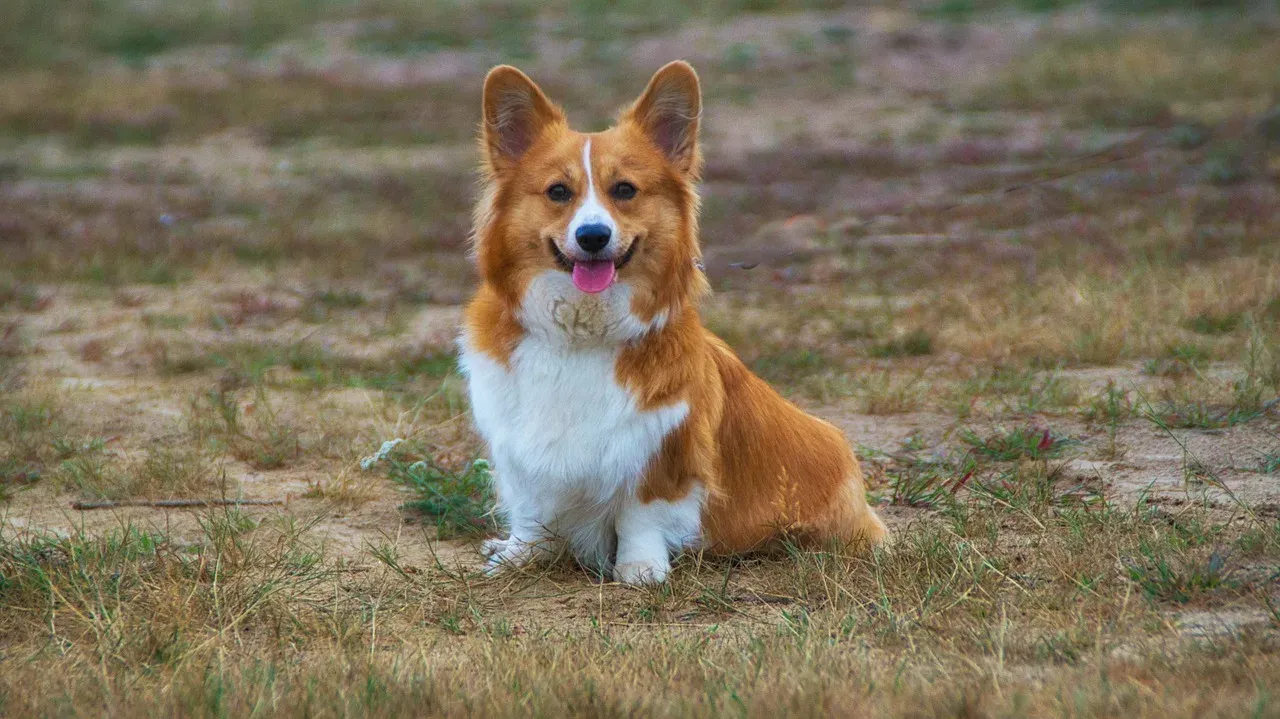Vetshop Furcheese