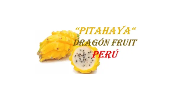 PITAHAYA - DRAGON FRUIT PERU