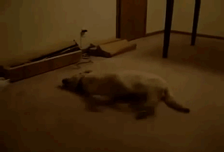 persigue sus sueños.gif